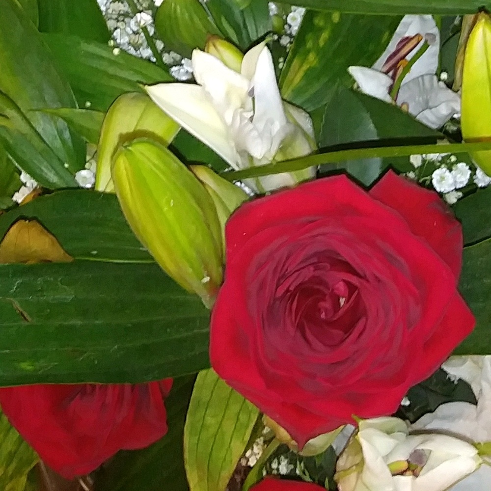 Meet your Posher, Maria